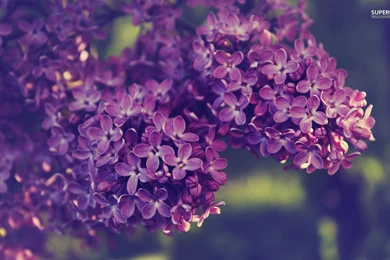 1920x1200px 523.33 KB Lilac Wallpapers