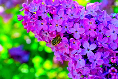 BEAUTIFUL LILAC WALLPAPER   (