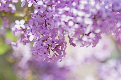 Lilac Flowers Close Up Hd Wallpapers Wallpapers