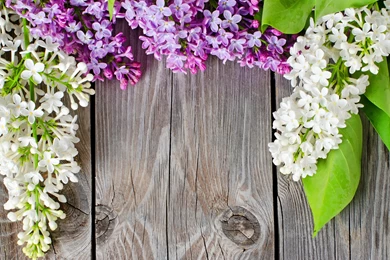 FRESH LILAC WALLPAPER   (