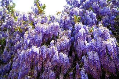 Wisteria Lilac Grape Sky Branch