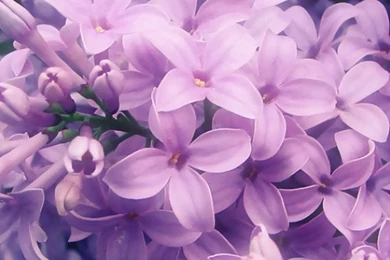 Lilac And Flower Buds iPhone 6 Wallpapers