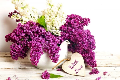 Lilac Flowers Brilliant Besides White Colour Of Others