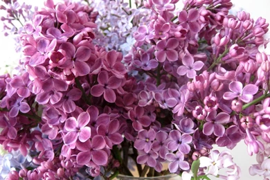 LILAC WALLPAPER (