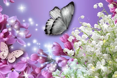 Lilac Fever >> HD Wallpaper, Get It Now!