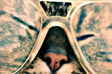 Funny Cat Eyeglasses Android Wallpapers Free Download