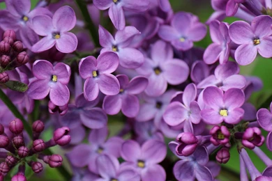 High Resolution Nature Lilac Wallpapers 1080p Full Size ...