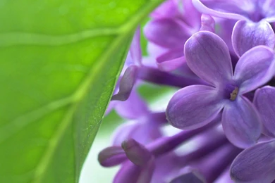 Lilac, Flowers, 1920x1080 HD Wallpapers And FREE Stock Photo