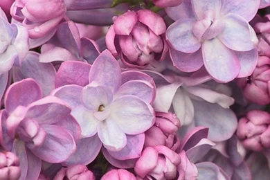 High Resolution Lilac Flower Wallpapers For iPhone 5 Full Size ...