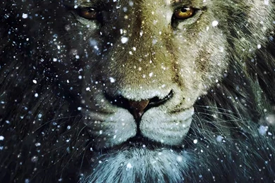 Aslan NARNIA 3   The Lion Computer Wallpapers, Desktop Backgrounds ...