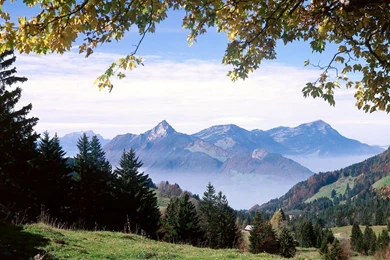 Professional: 7/17/11   7/24/11