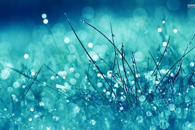 Rain Drops On Grass : Desktop And Mobile Wallpapers : Wallippo