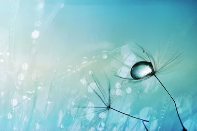 Water Drop Wallpapers & Dew Drops HD Wallpapers Desktop