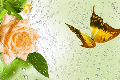 Raindrops Falling On Flowers Wallpapers