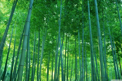 Bamboo Forest HD Desktop Wallpapers : High Definition : Fullscreen ...