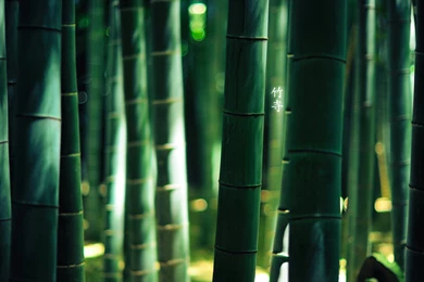 Nature Wallpaper: Bamboo Forest Wallpapers 1080p HD Backgrounds ...