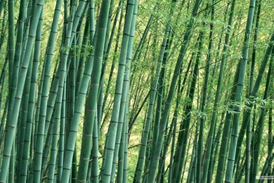 Wallpapers Bamboo Forest Wallpapers 1366x768 Wallpapers Index 20