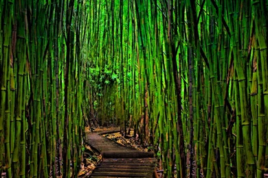 Sagano Bamboo Forest Wallpapers