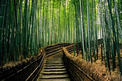 Bamboo Forest Best Desktop Backgrounds