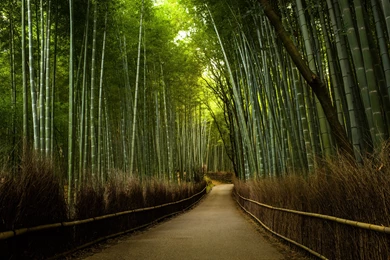 Bamboo Forest Road