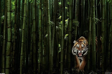 Tiger In The Bamboo Forest Wallpapers