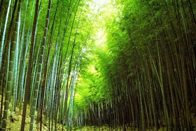 Bamboo Forest Wallpapers And Images   Wallpapers, Pictures, Photos