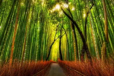 Wallpapers: Bamboo Forest Wallpapers