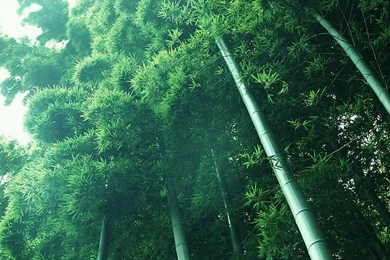 1920*1200 Bamboo Grove Pictures   Bamboo Forest Wallpapers 27 ...