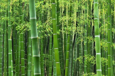 Bamboo Wallpapers – AB Wallpapers