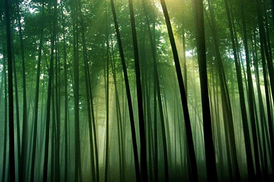 Plant Desktop Backgrounds Of The Quiet Bamboo Forest Wallpapers ...