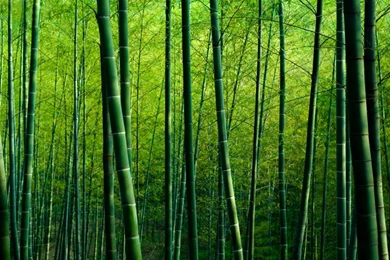 Bamboo Forest Wallpapers
