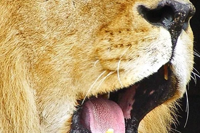 Crazy Lions Iphone 6 Wallpapers