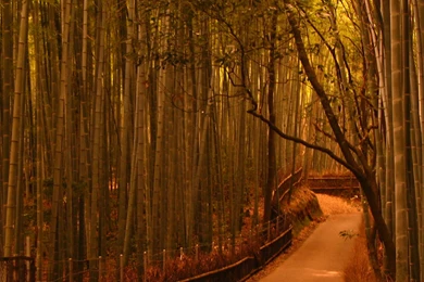 Sagano Bamboo Forest HD Wallpapers 1920x1080px