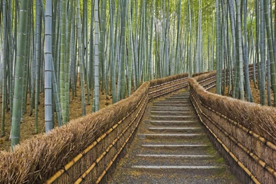 Bamboo Forest Wallpapers Free For Desktop Backgrounds   Ndemok.com