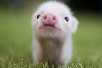 Piglet Wallpapers HD Free Desktop Backgrounds And Wallpapers