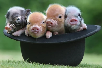 Cute Piglets   Wallpaper.
