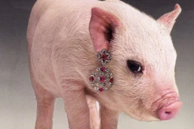 Teacup Pig Wallpapers , Cute Pig Wallpapers , Baby Piglet Wallpapers ...