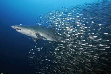 Unique Wallpapers 100 Most Famous National Geographic Hd Wallpapers ...