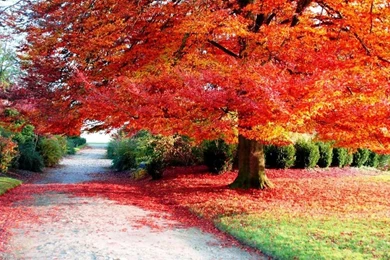 Autumn Leaves Desktop Wallpapers Desktop Backgrounds