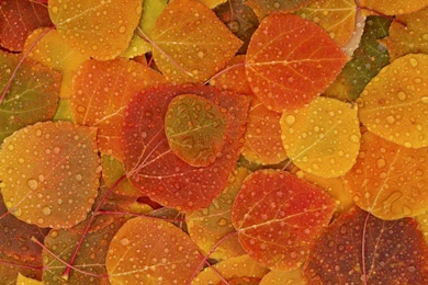 Autumn Backgrounds Desktop
