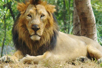 Images Of Asiatic Lion HD Wallpapers And Pictures