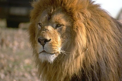 Images Of Asiatic Lion HD Wallpapers And Pictures