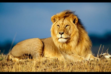 Lions' Origin Revealed By Genetic Analysis