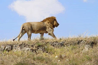 Lion Indian Lion Sky Sunrise Morning Walking Wallpapers Latest HD ...