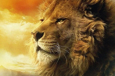 Riseingsouthernstar Africa Wildlife Backgrounds And Glitters