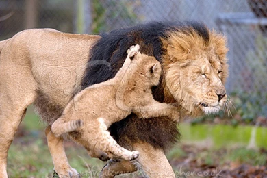 Images Of Asiatic Lion   HD Wallpapers And Pictures