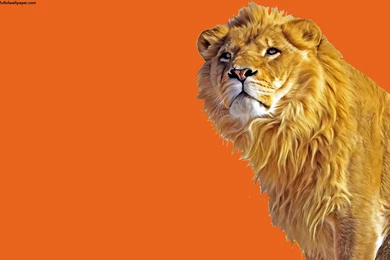 Indian Lion Beautiful Animal