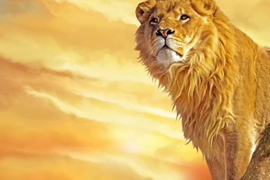 Free Download Wallpapers HD : Lion Wallpapers HD