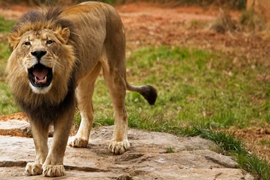 Indian Lion Wallpapers Hd 1080p For Desktop Backgrounds