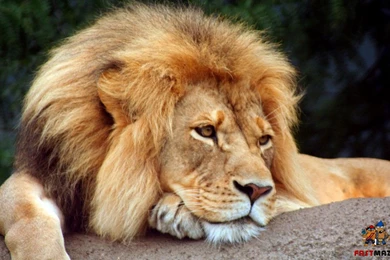 Lion Wallpaper Images For Lion Desktop Hd Wallpapers Collection ...